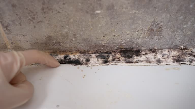 Environmental Consulting for Mold Prevention in St Bernard, OH